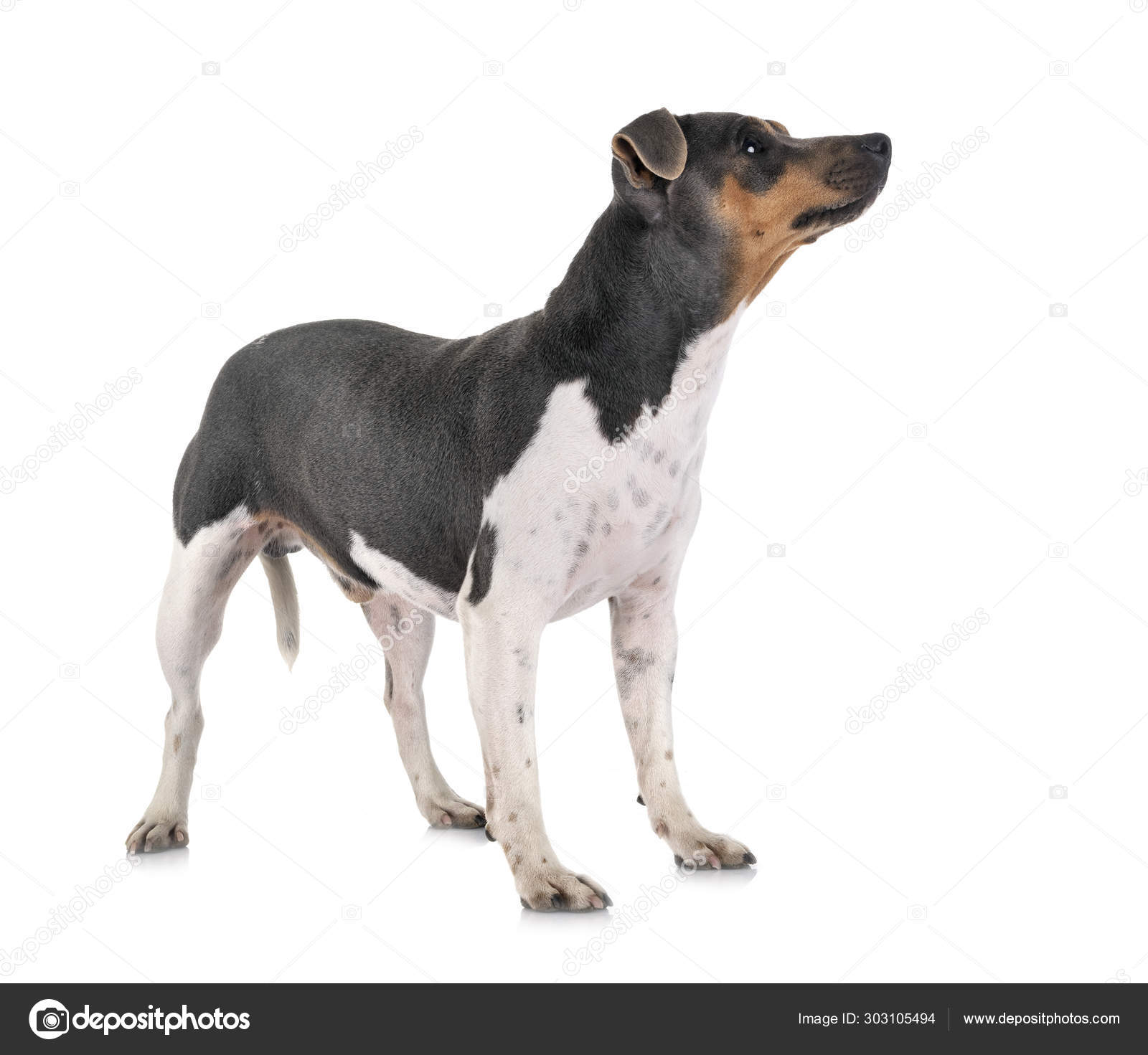 Brazilian Terrier in studio — Stock Photo © cynoclub #303105494