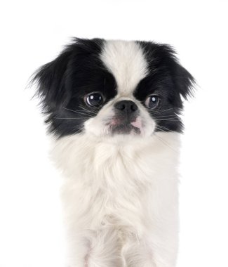 Stüdyoda Japon Chin