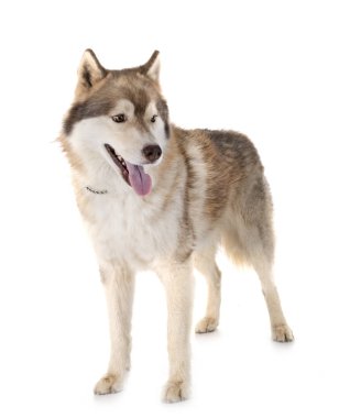 Siberian dış yapraklar Studio