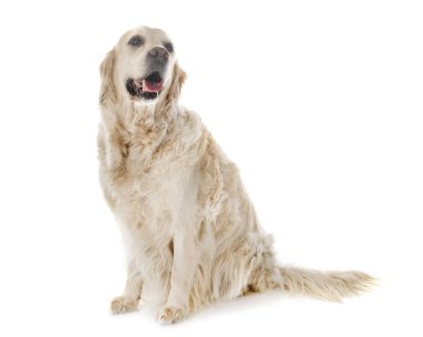 yetişkin altın retriever