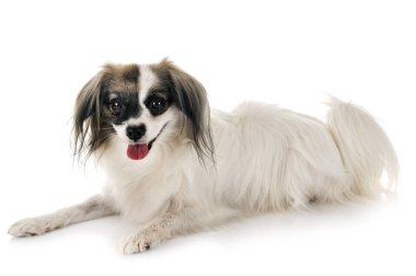 phalene papillon köpek