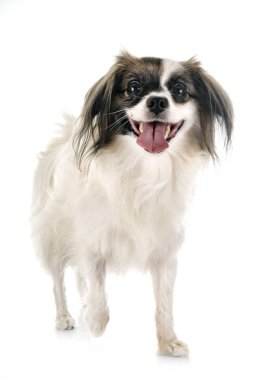 phalene papillon köpek