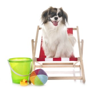 phalene papillon köpek