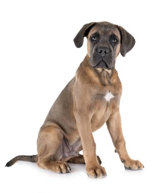 yavru cane corso