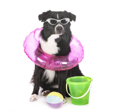 Studio Avustralyalı çoban