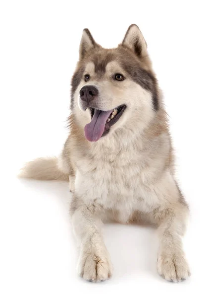 Siberische husky in studio — Stockfoto