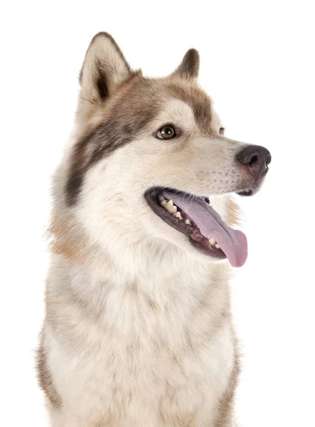 Husky siberiano em estúdio — Fotografia de Stock