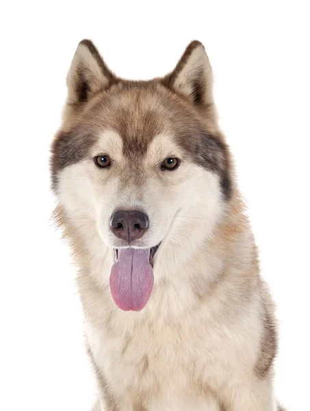 Siberische husky in studio — Stockfoto