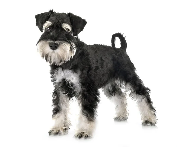 Miniatűr schnauzer a stúdióban — Stock Fotó