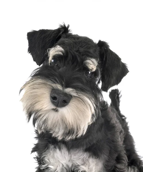 Schnauzer miniatura em estúdio — Fotografia de Stock