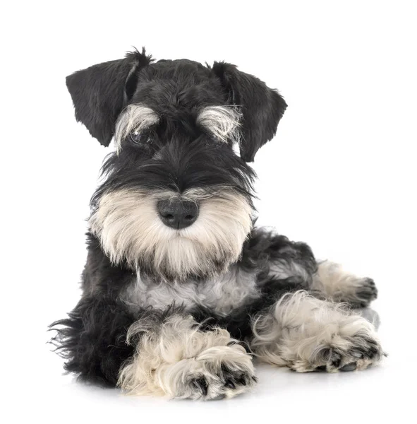 Schnauzer miniatura em estúdio — Fotografia de Stock