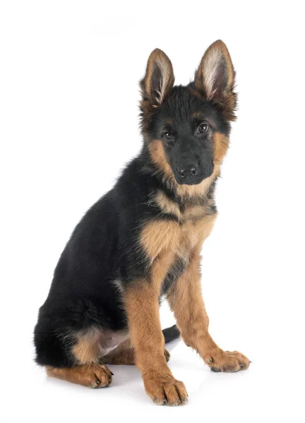 Puppy german shepherd — Stock Photo, Image