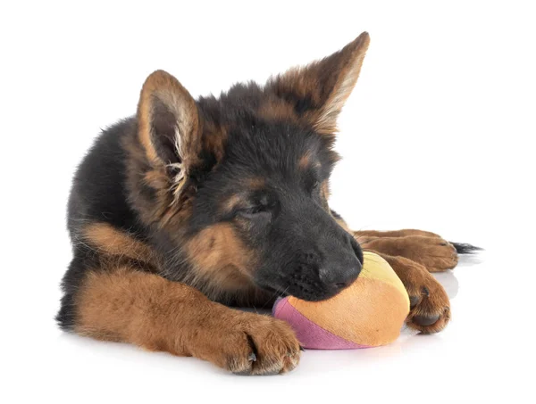 Puppy german shepherd — Stock Photo, Image