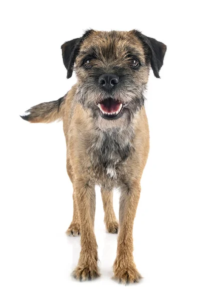Young border terrier — Stock Photo, Image