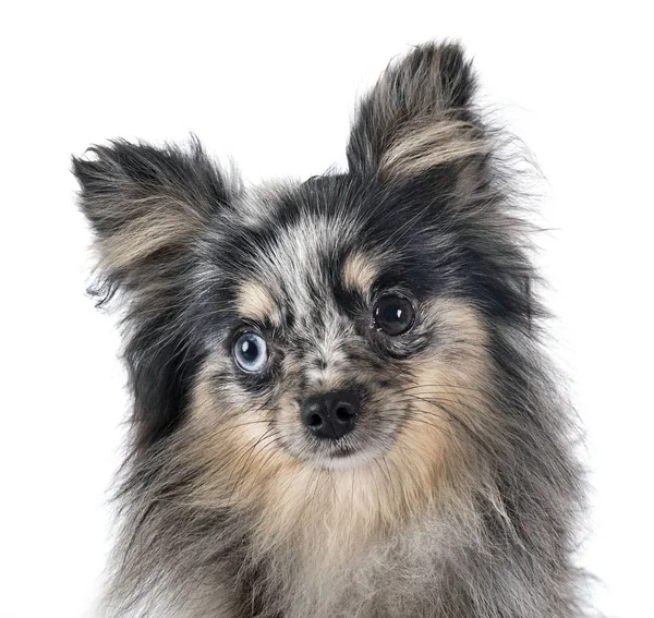 Jeune poméranien en studio — Photo