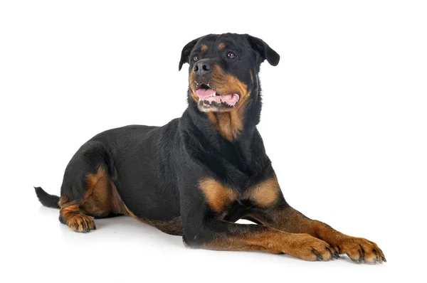 Rottweiler im Atelier — Stockfoto