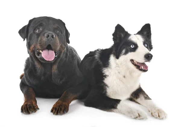 Yakutian Laika and rottweiler — Stock Photo, Image