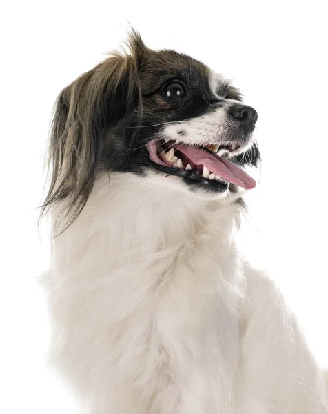 Och Papillon hund — Stockfoto