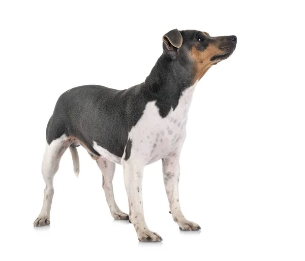 Brasilianischer Terrier im Studio — Stockfoto