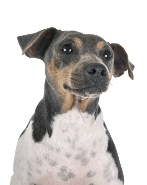 Terrier brasiliano in studio — Foto Stock