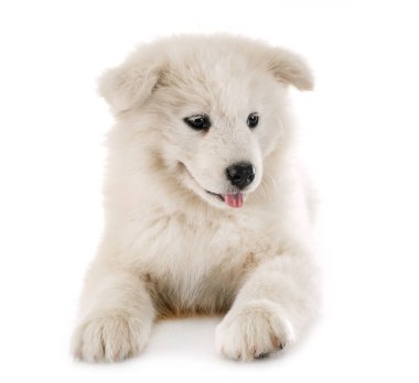 yavru köpek Samoyed içinde stüdyo