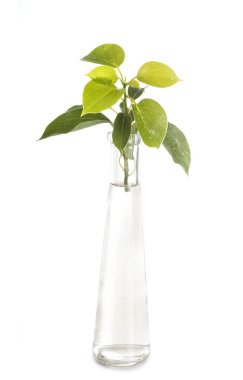 Stüdyoda Cinnamomum kakampora