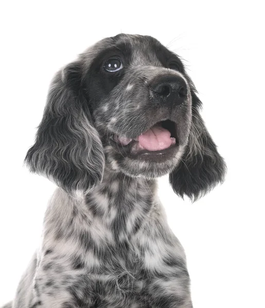 Puppy Engelse Setter — Stockfoto