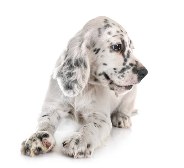 Puppy english setter — Stock Photo, Image