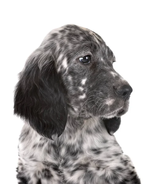 Welpen Englisch Setter — Stockfoto