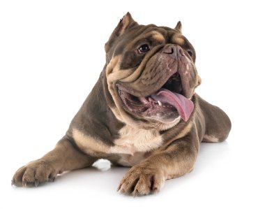 Studio Amerikan kabadayı