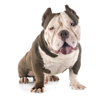 Studio Amerikan kabadayı