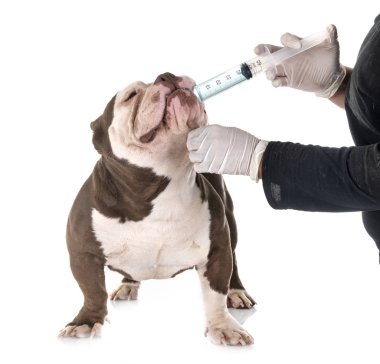 american bully and vermifuge clipart