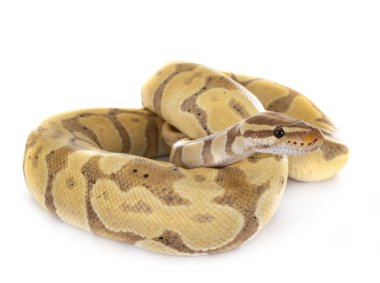 Stüdyoda Ball python