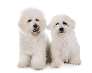 Bichon Frises stüdyoda