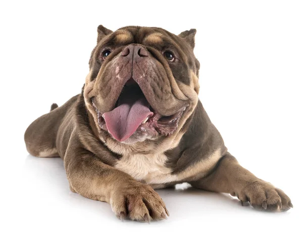 Studio Amerikan kabadayı