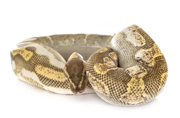 Ball python i Studio — Stockfoto