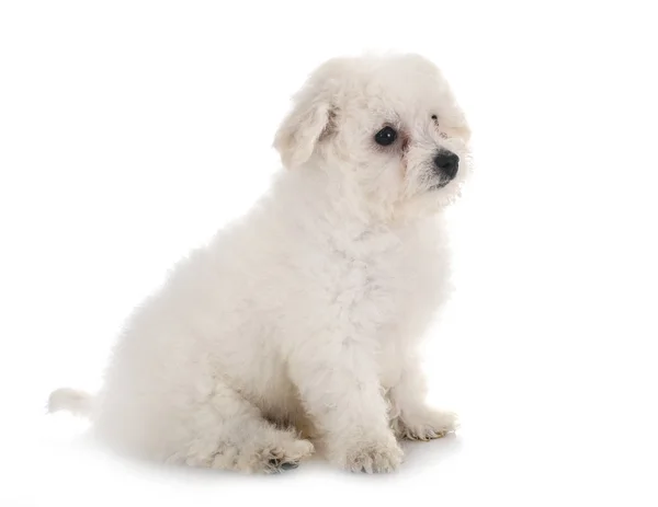 Bichon frise 스튜디오에서 — 스톡 사진