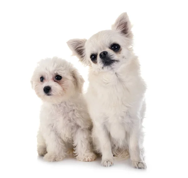 Bichon Frise and chihuahua — Stock Photo, Image