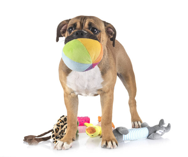 Континентальный бульдог в студии
