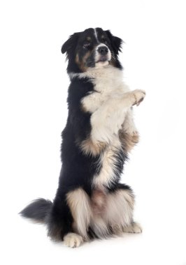 Studio Avustralyalı çoban