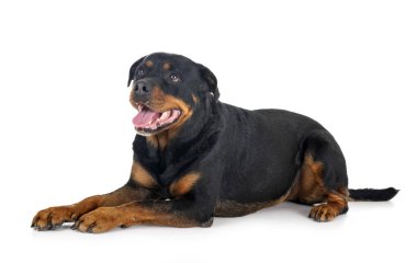 Rottweiler Studio