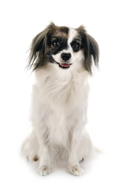 phalene papillon köpek