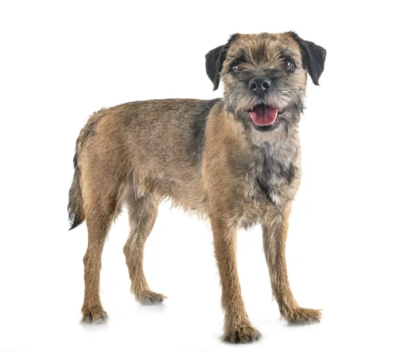 Young border terrier — Stock Photo, Image