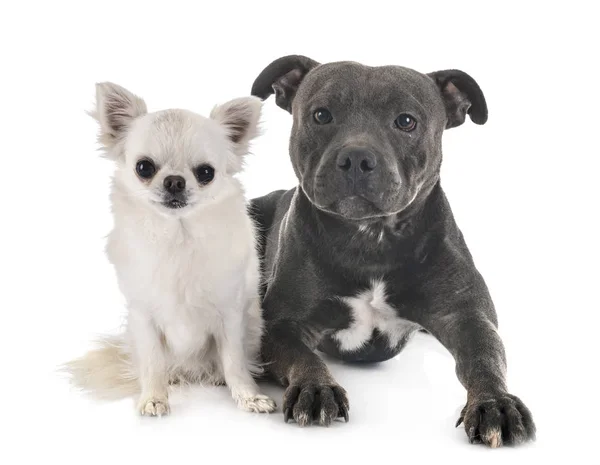 Terrier touro staffordshire e chihuahua — Fotografia de Stock