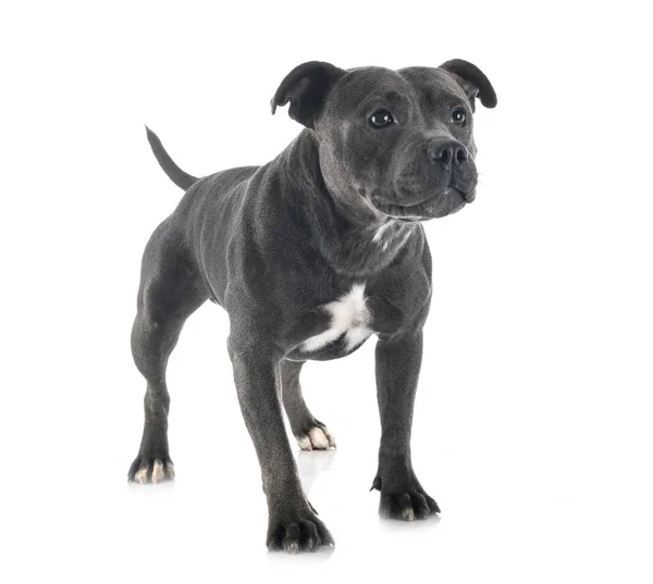 Staffordshire terrier toro — Foto de Stock