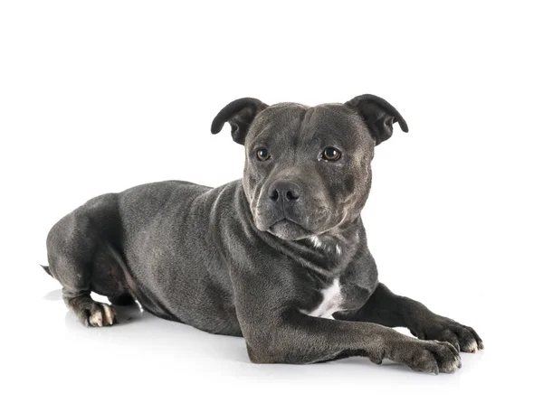 Staffordshire Bull Terrier — Zdjęcie stockowe