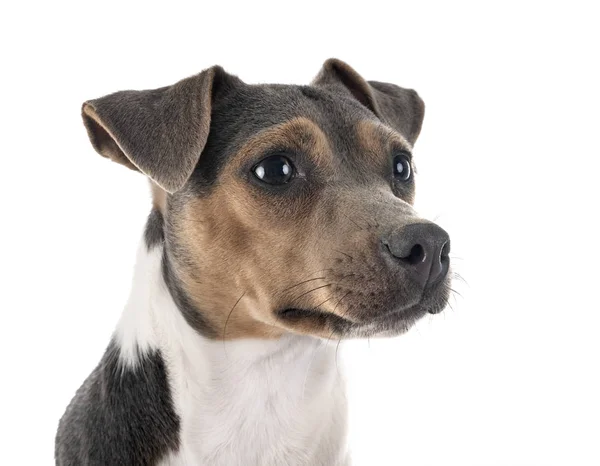 Brazilian Terrier in studio — Stock Photo, Image
