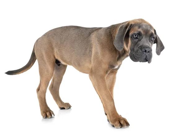 Puppy cane corso — Stock Photo, Image