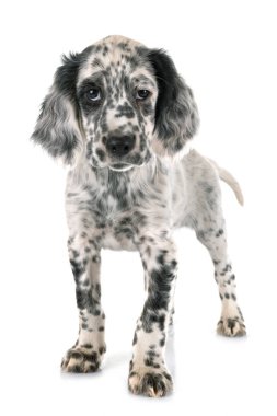 yavru İngiliz Setter