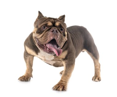 Studio Amerikan kabadayı